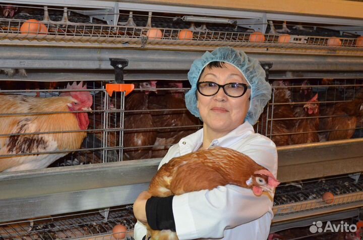 Вакансия для вахтовиков на птицефабрике