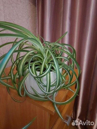 Хлорофитум бонни