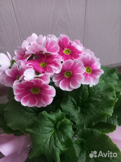 Примула домашняя