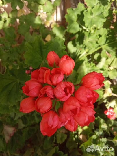 Продам цветы комнатные