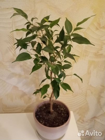 Фикус бенджамина