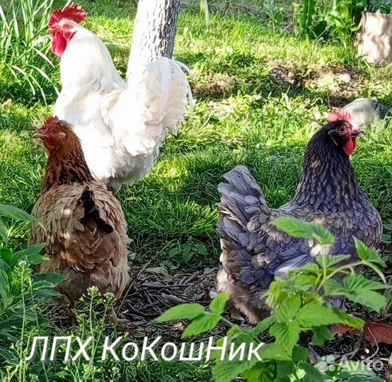 Цыплята несушки