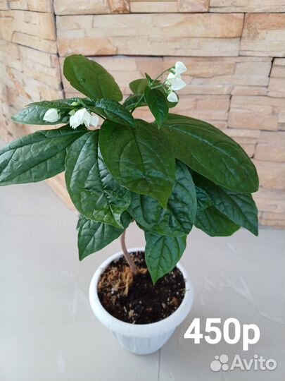 Клеродендрум Томсона