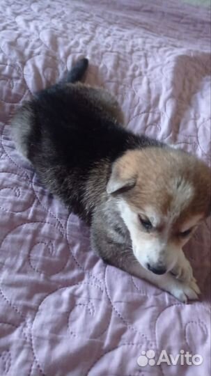 Отдам щенков в заботливую семью