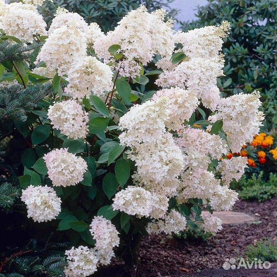 Гортензия метельчатая