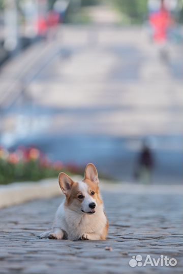 Вязка вельш-корги пемброк