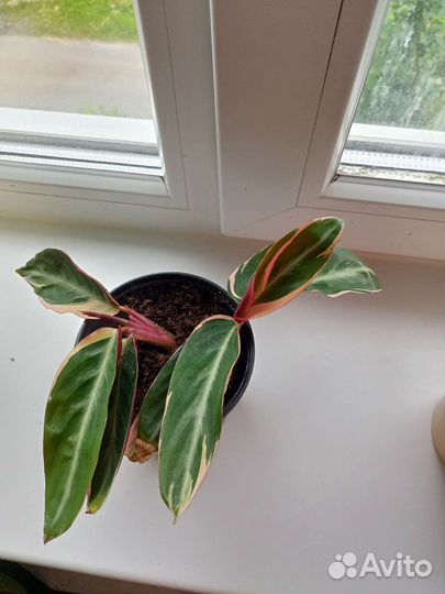 Строманта триколор