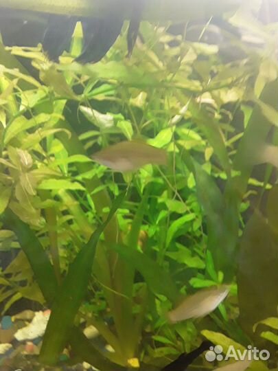 Аквариумные рыбки