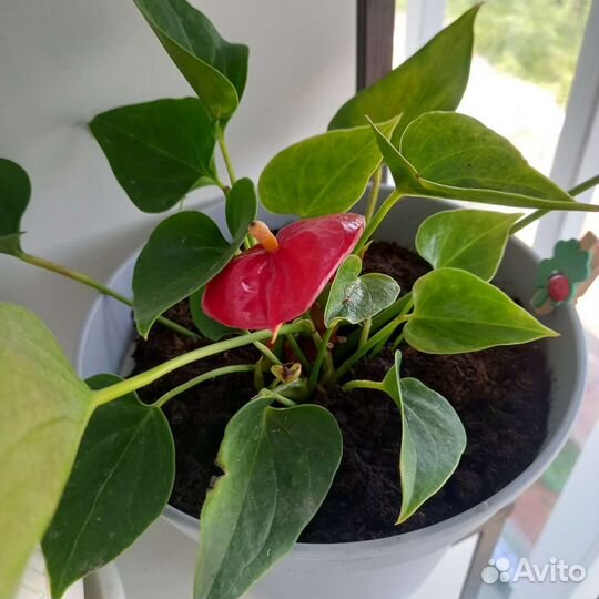 Домашние растения