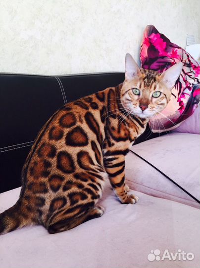 Бенгальские кошечки с прав. разведения на совладен