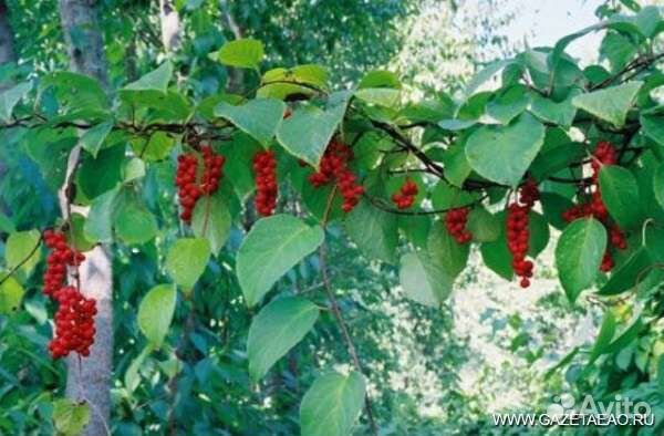 Лимонник китайский Саженцы