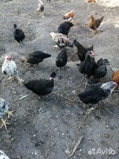 Куры молодки