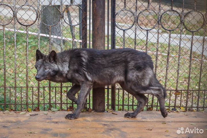 Вольфхунд волкособы wolfdog