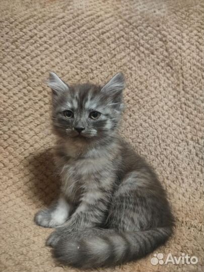 Милые котята