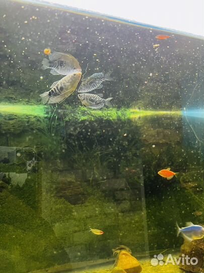 Аквариумные рыбки