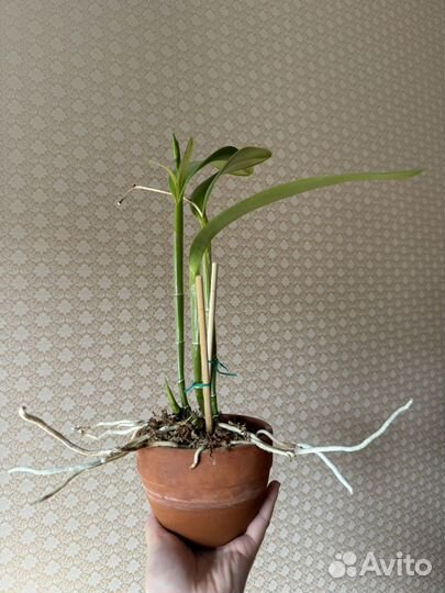 Орхидея каттлея