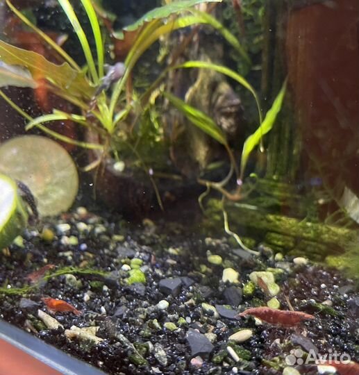 Аквариумные креветки,рыбки,растения