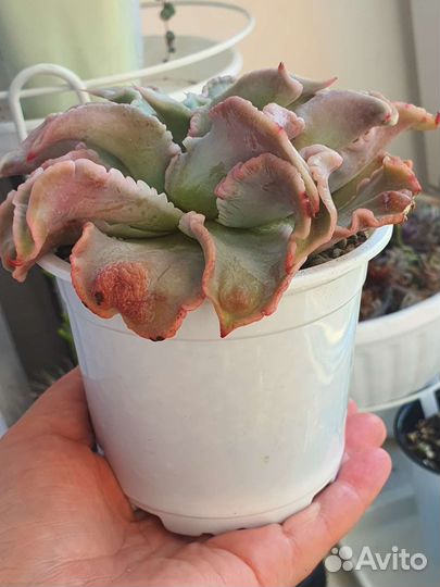 Эхеверия Мадиба (Echeveria Madiba)