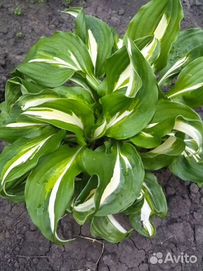 Хоста - растение