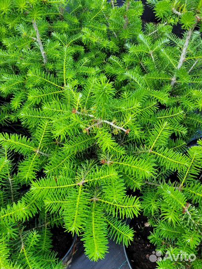 Пихта корейская