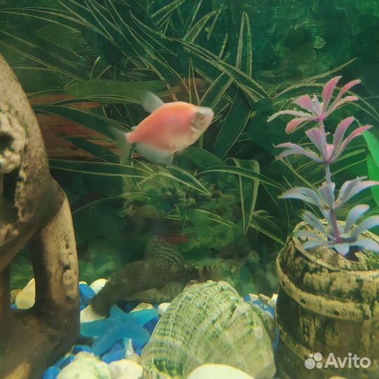 Аквариум с рыбками