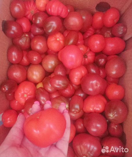 Помидоры домашние