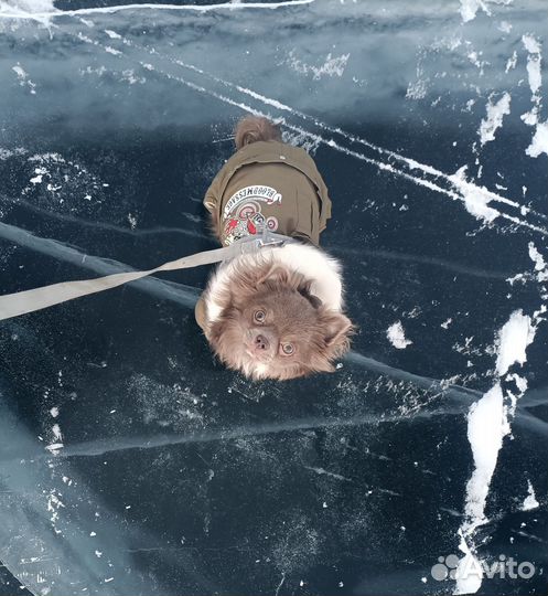 Вязка собак чихуахуа