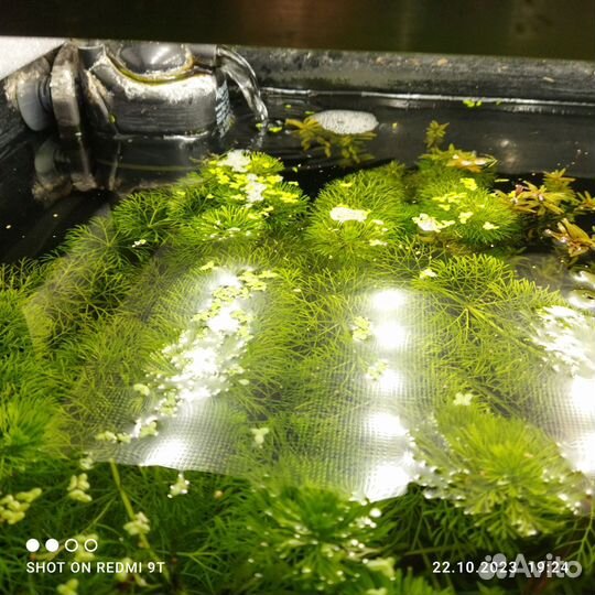 Набор растений для аквариума