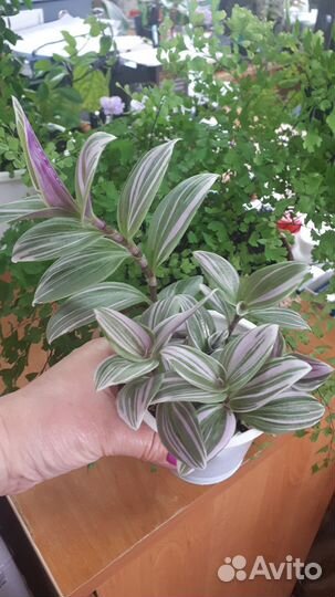 Каланхоэ розовые бабочки, традесканция нанук