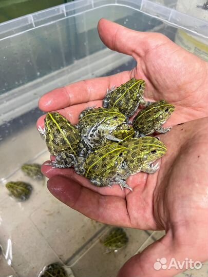 Лягушка водонос