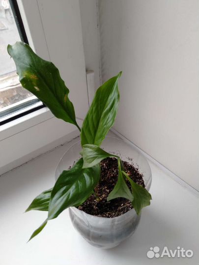 Спатифиллум