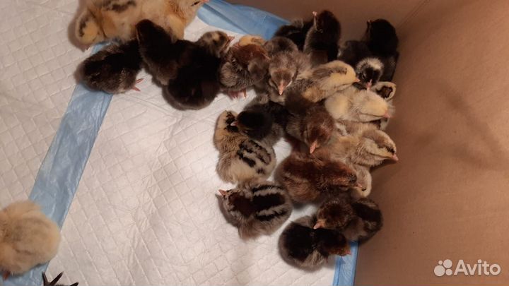 Цыплята суточные