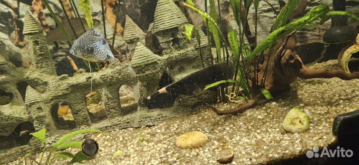 Рыба черный нож