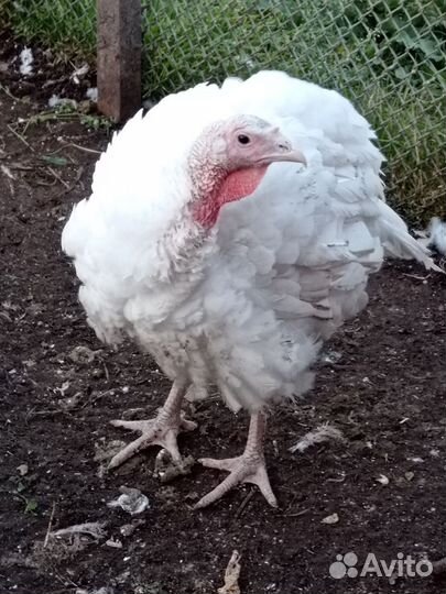 Мясо домашней птицы