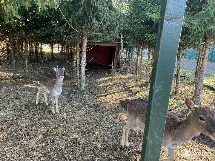 Европейская лань