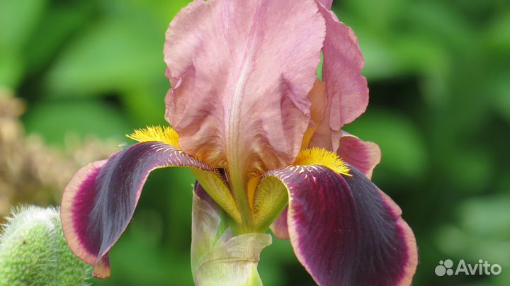 Ирисы сортовые