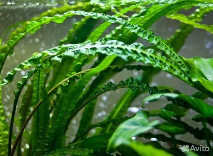 Растения, для аквариума