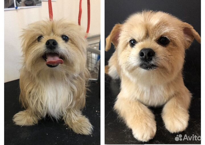 Груминг (стрижка, уход) собак мелких пород