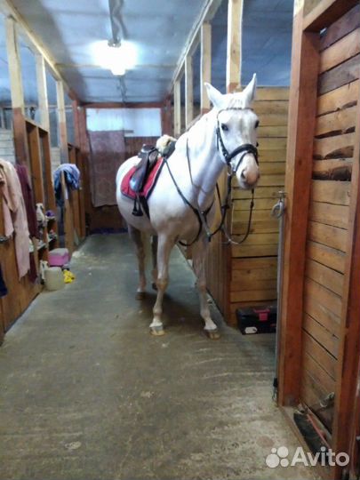 Постой лошадей