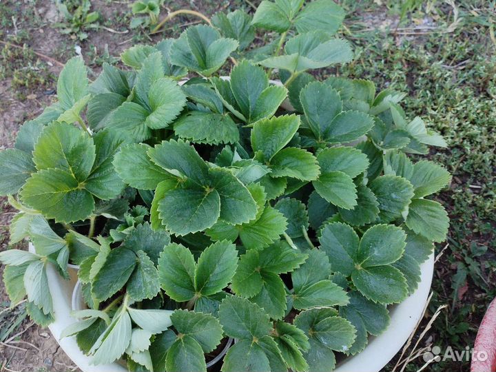 Рассада клубники