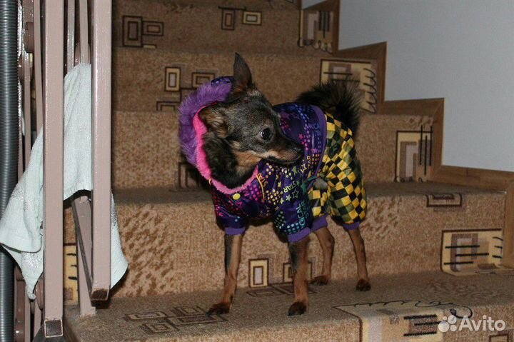 Одежда для собак