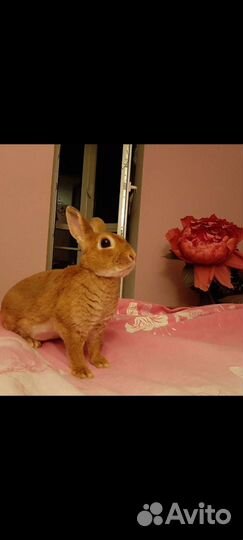 Кролик для фотосессии