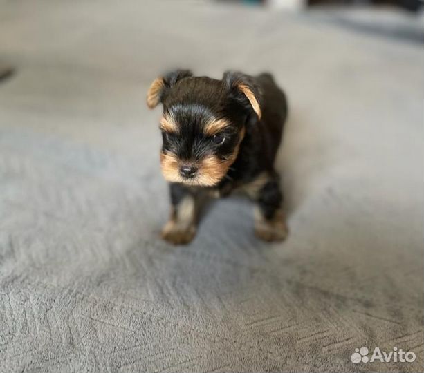 Йоркширский терьер