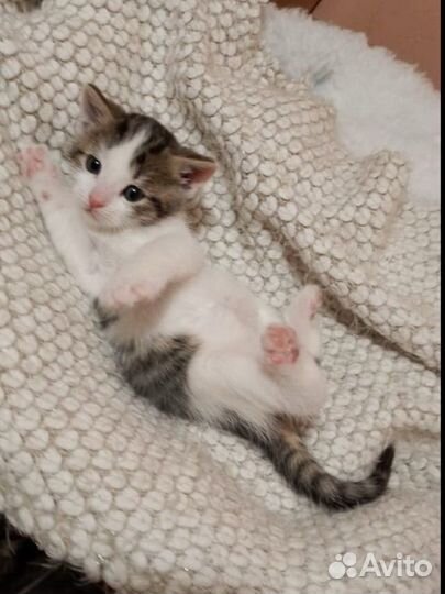 Котенок в добрые руки
