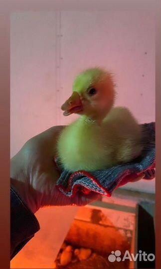 Гусята суточные