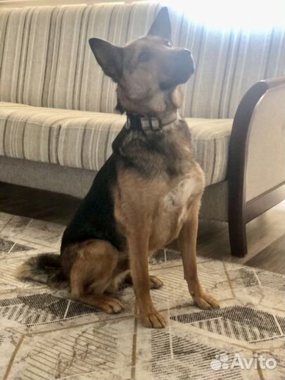 Собака мальчик Рыжик 1,5 года