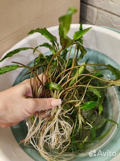 Водоросли для аквариума