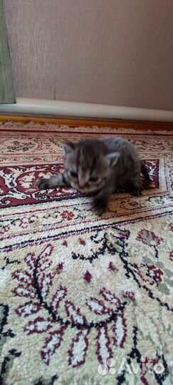 Котята