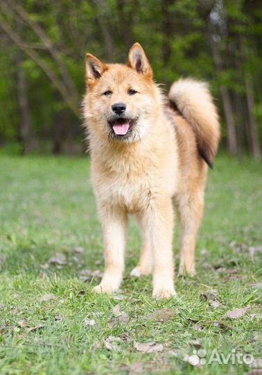 Акита ину в добрые руки метис