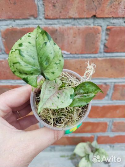 Сингониум серый призрак